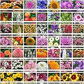 Dahlias Mix Seeds