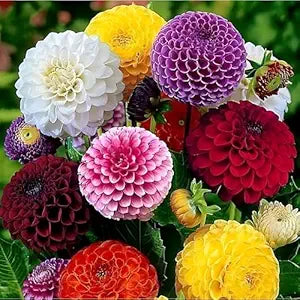 Dahlias Mix Seeds