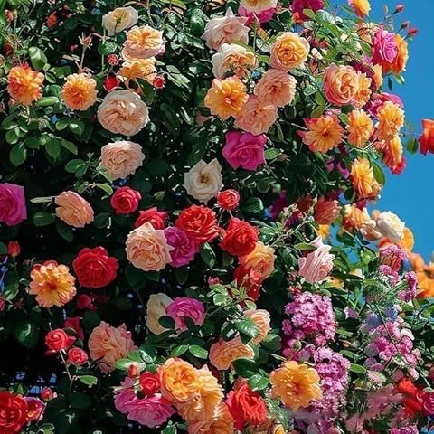 Dahlias Mix Seeds